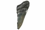 Partial, Fossil Megalodon Tooth - South Carolina #248407-1